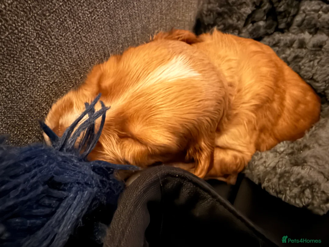 Sprocker dogs for sale: Sprocker Pups - Advert 28