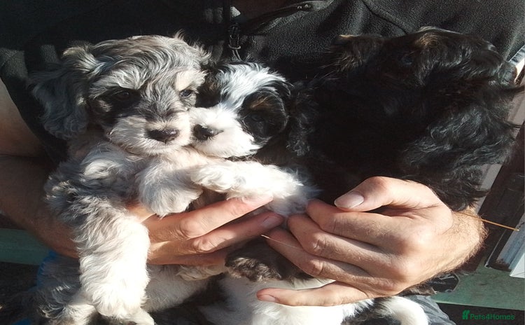 American Cocker Spaniel dogs - Advert 2