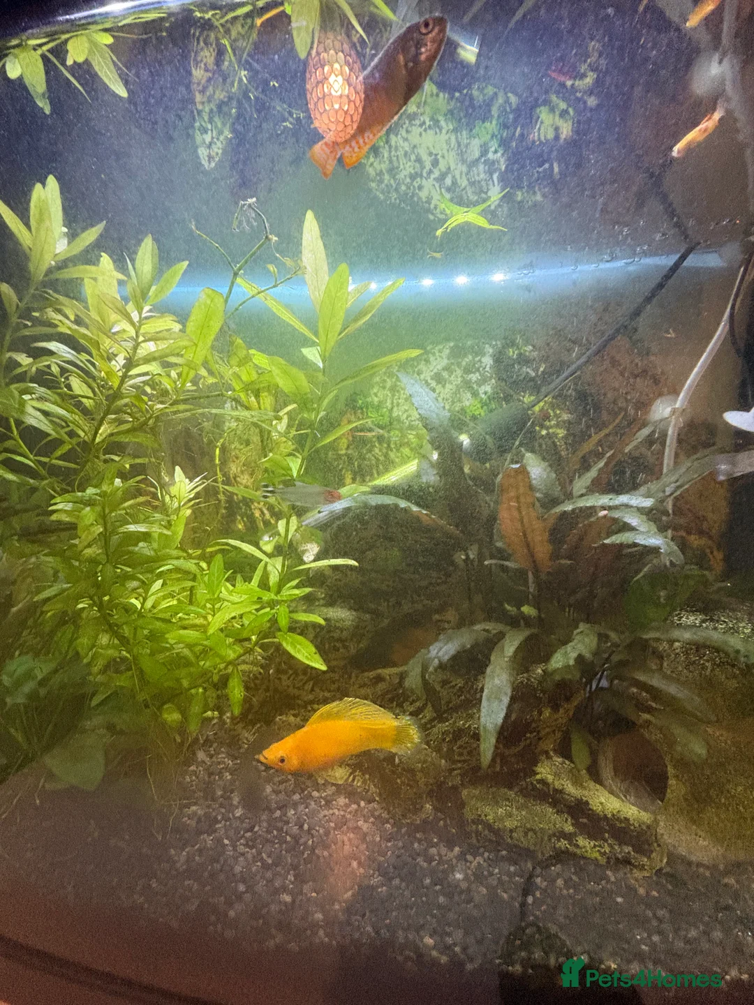 Other/Mixed Breed fish for sale: 60 Litre fish tank, accessories and fish - Advert 3