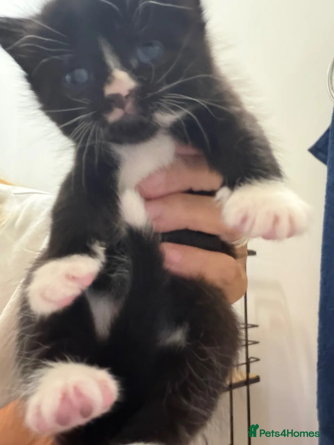Mixed Breed cats for sale: Beautiful little girl kitten, black and white - Advert 4