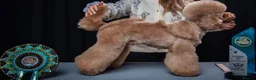 Miniature Poodle dogs for stud: Dark Red Miniature Poodle Stud Package Available - Advert 2