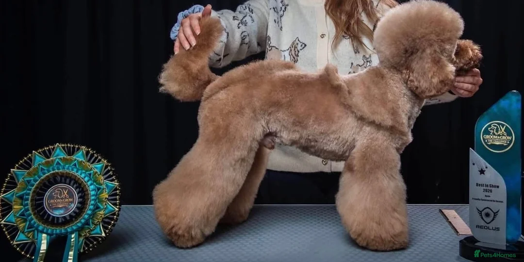 Miniature Poodle dogs for stud: Dark Red Miniature Poodle Stud Package Available - Advert 2