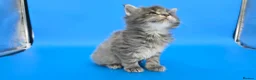 Maine Coon cats for sale: Tica Beautiful Maine Coon Kittens  - Advert 13