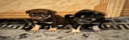 Pug dogs for sale: Gorgeous Pug Puppies - Advert 19