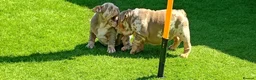 English Bulldog dogs for sale: 8 Stunning bulldog puppies, 4 males,4 females - Advert 3