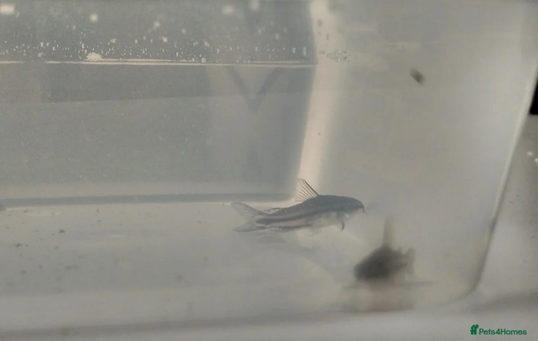 Corys fish for sale: 3x Healthy Dwarf Corydoras - Advert 2