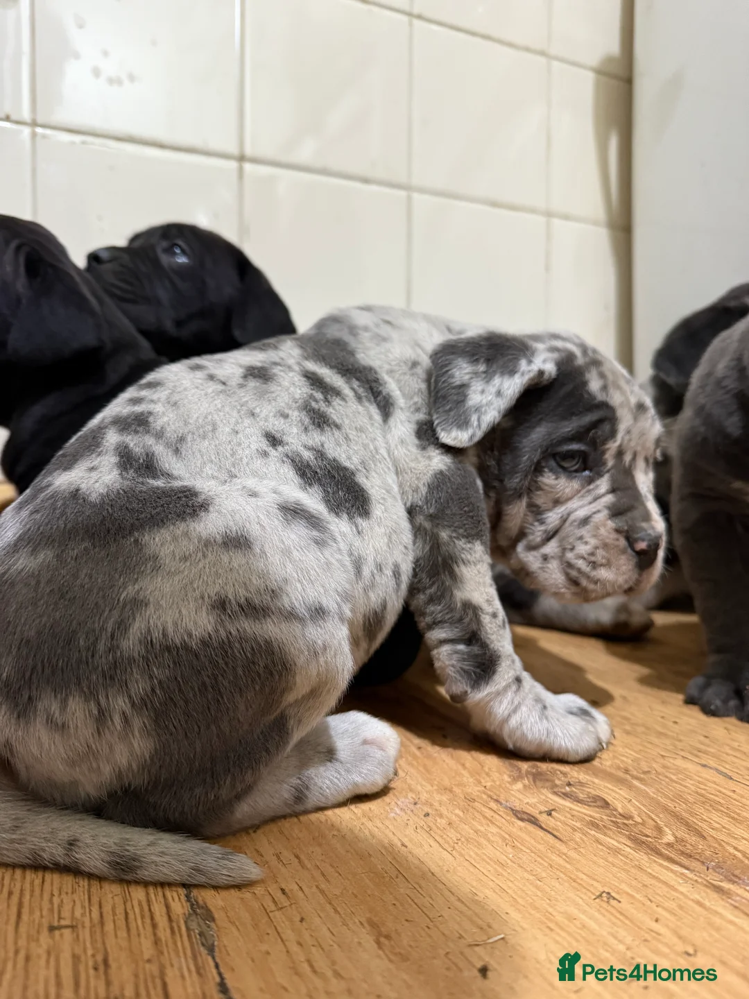 Mixed Breed dogs for sale: Cane Corso Puppies  - Advert 4