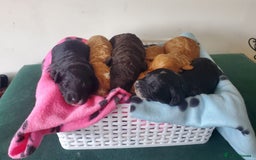 Cockapoo dogs for stud: PROVEN! PRA-PRCCD CLEAR! PHANTOM COCKAPOO STUD in Burnley - Image 14