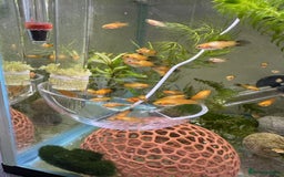 Platies fish for sale: Small platys for sale £1 each in Bromley - Image 8