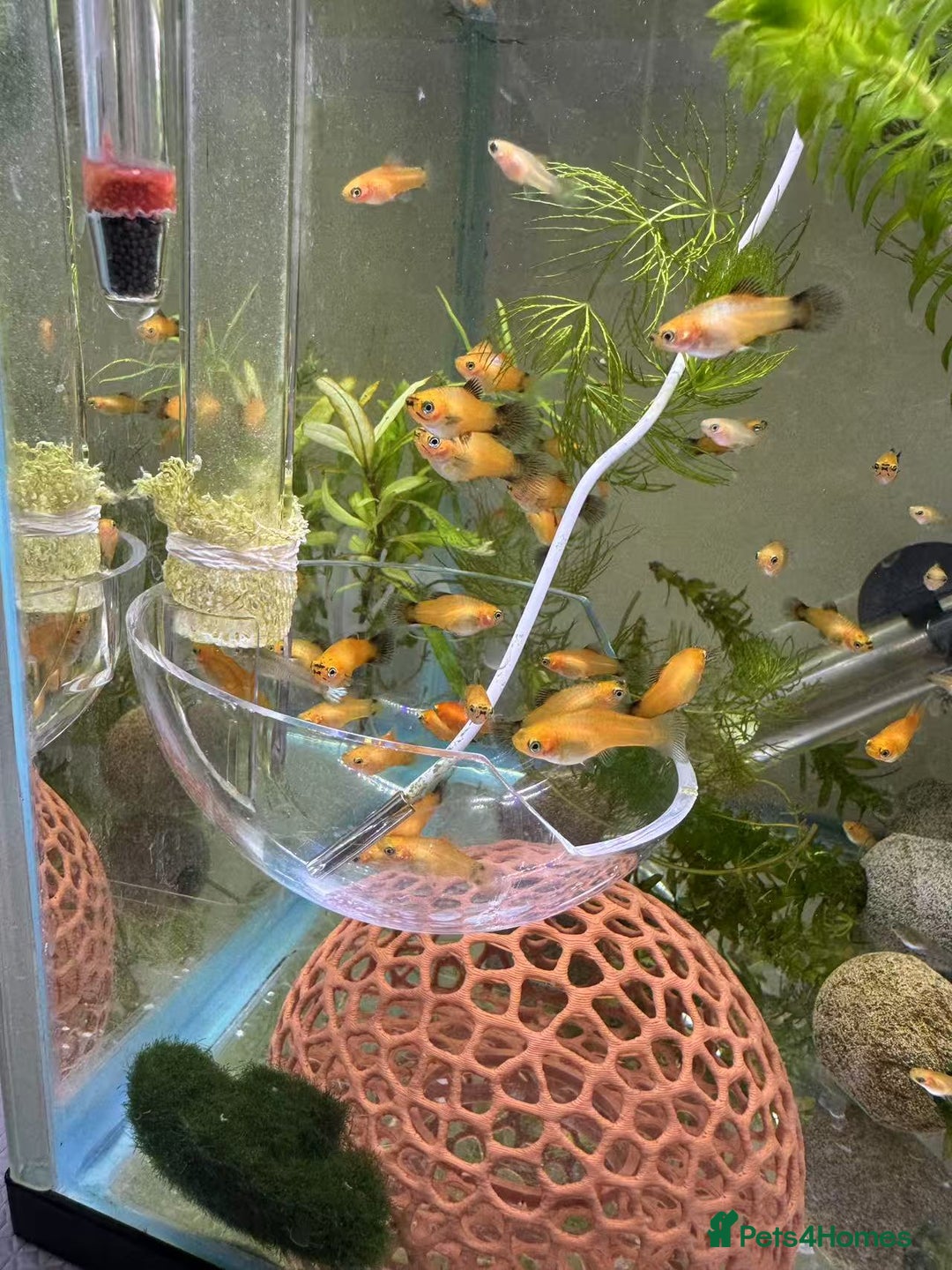 Platies fish for sale: Small platys for sale £1 each in Bromley - Image 8
