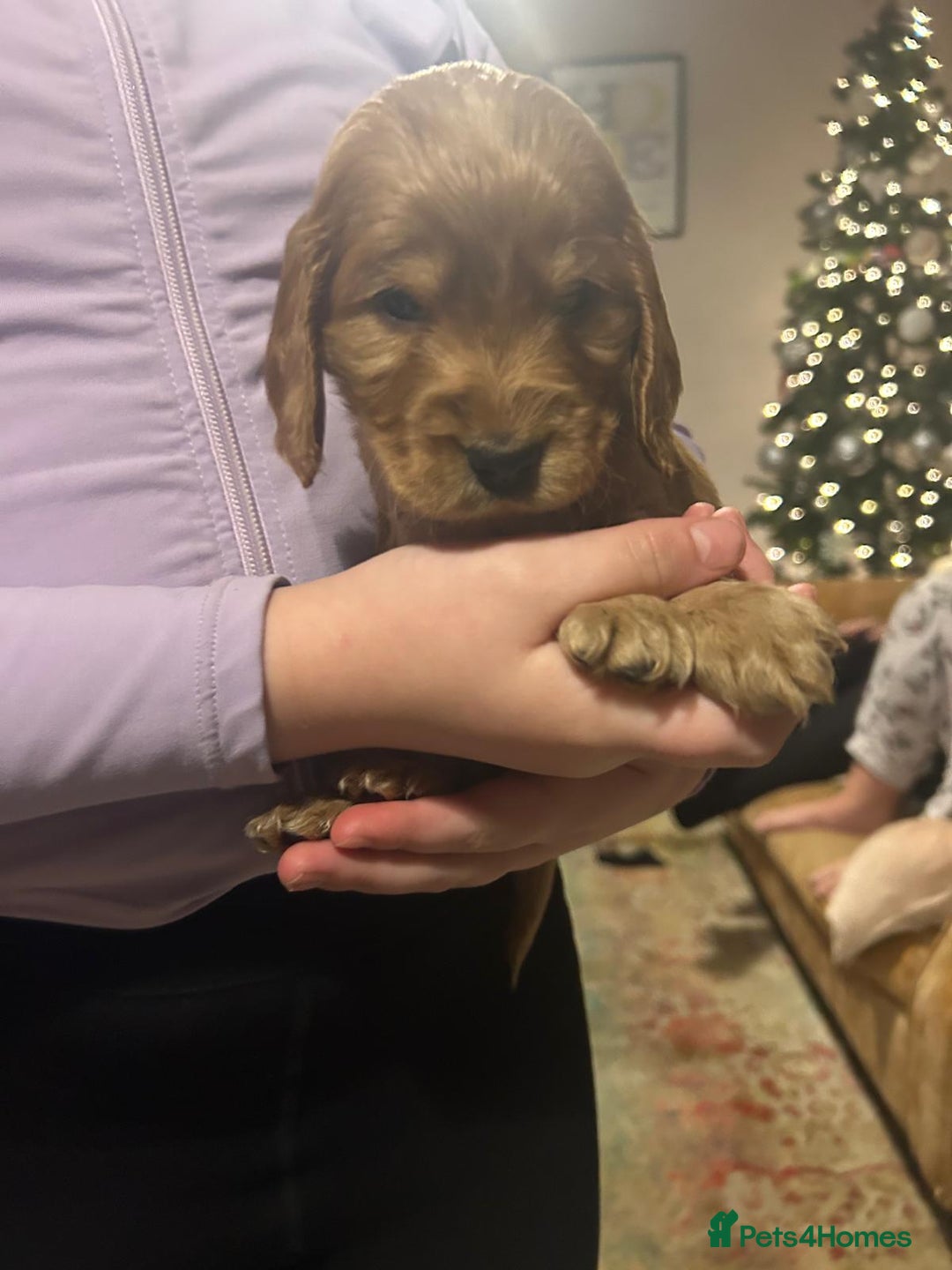 Cocker Spaniel dogs for sale: Princess cockers for sale  - Advert 14