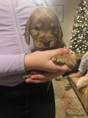 Cocker Spaniel Puppy 6