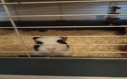 Guinea Pig rodents for sale: Bonded pair of young female guinea pigs - Advert 6