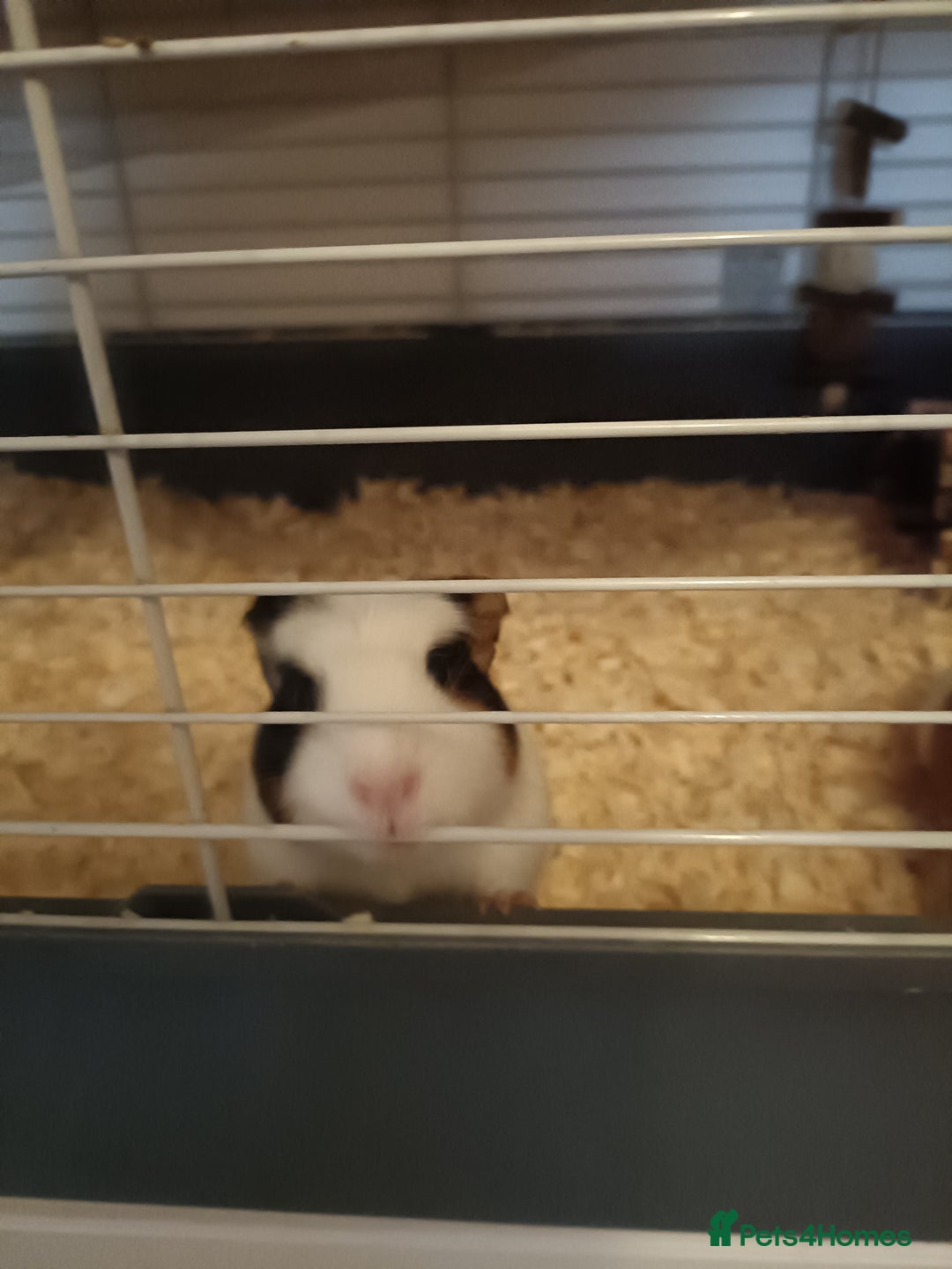Guinea Pig rodents for sale: Bonded pair of young female guinea pigs - Advert 6