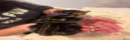 Mixed Breed cats for sale: 6 kittens 4 girls / 2 boys  in Birmingham - Advert 21