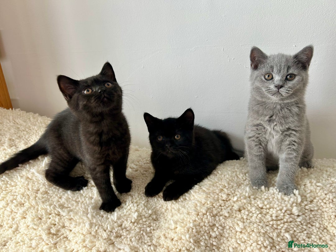 British Shorthair cats for sale: Ready to go pure breed British shorthair kittens - Image 7