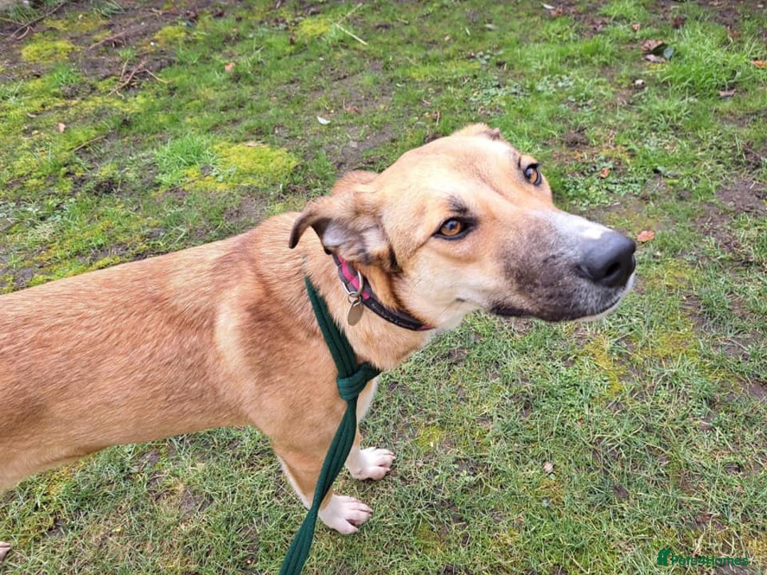 Mixed Breed dogs for adoption: Sara - Norwich Norfolk  - Image 32