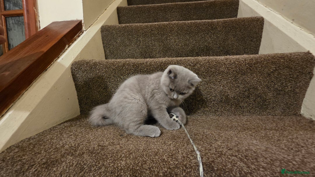 British Shorthair cats for sale: British shorthair  - Image 8