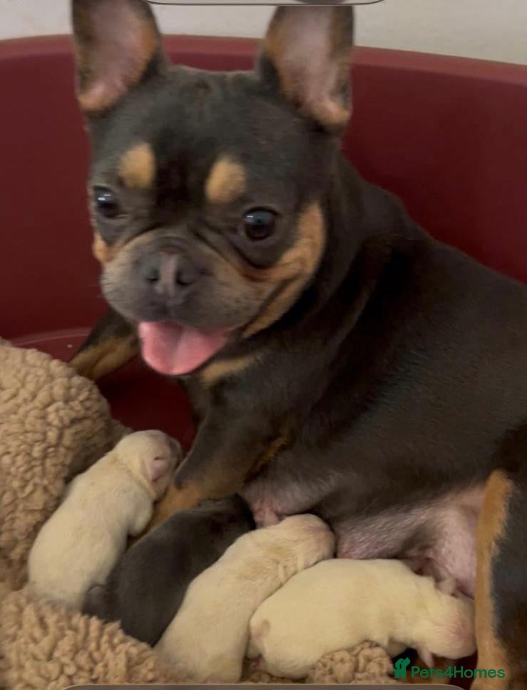 French Bulldog dogs Two beautiful chunky French bulldogs  - Advert 12