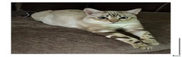 Bengal cats for sale: Affectionate Snow Bengal Female (TICA REGISTERED) - Advert 5