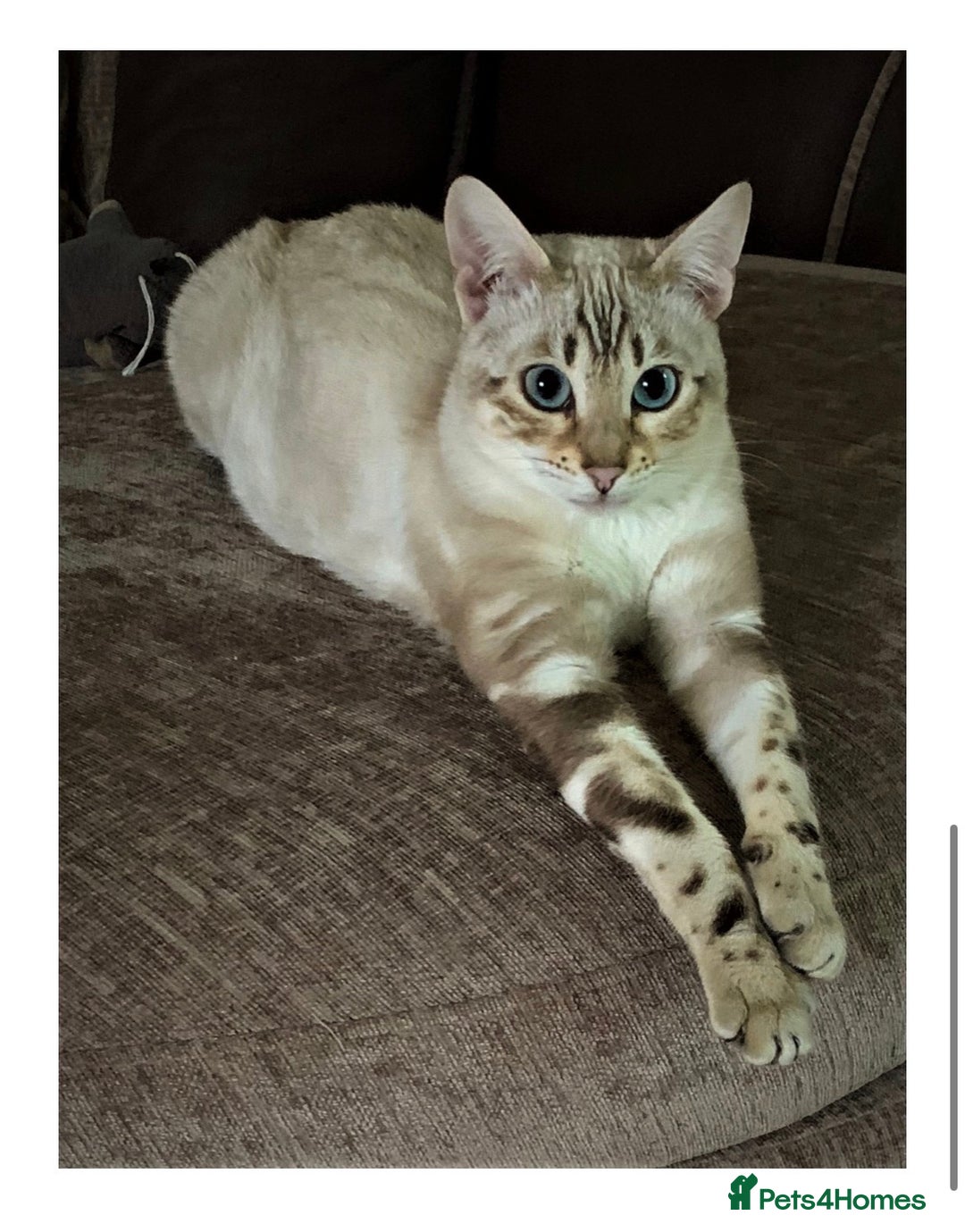Bengal cats for sale: Affectionate Snow Bengal Female (TICA REGISTERED) - Advert 5