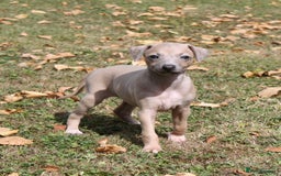 Italian Greyhound dogs for sale: Stunning 4 month old Italian Greyhound KC Reg - Image 6