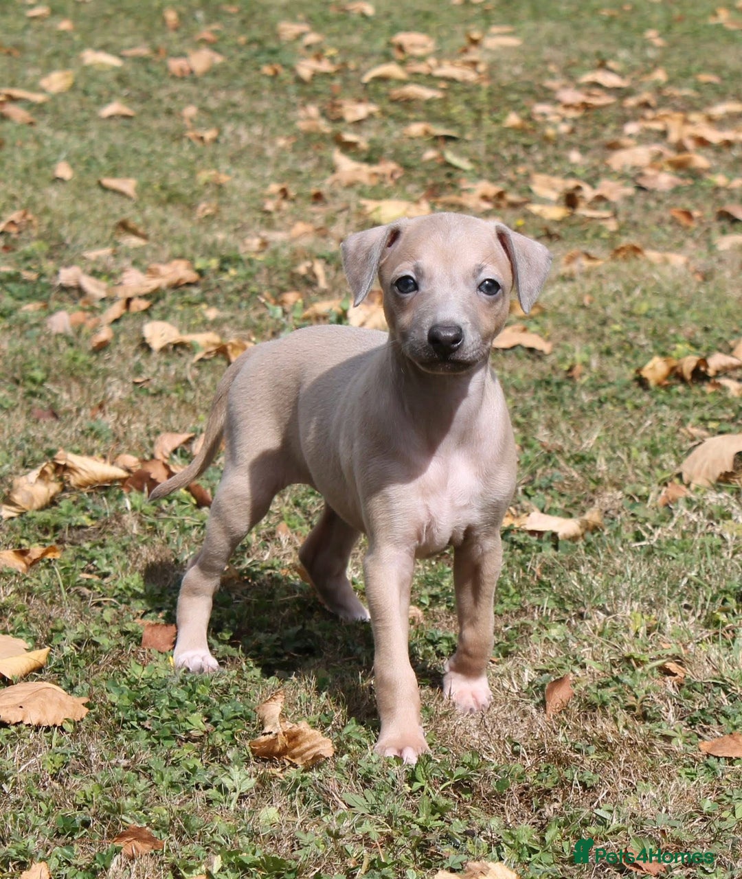 Italian Greyhound dogs for sale: Stunning 4 month old Italian Greyhound KC Reg - Image 6