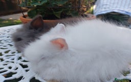 Lionhead rabbits for sale: PUREBRED DOUBLE/TEDDY LION HEAD BABIES  - Image 3