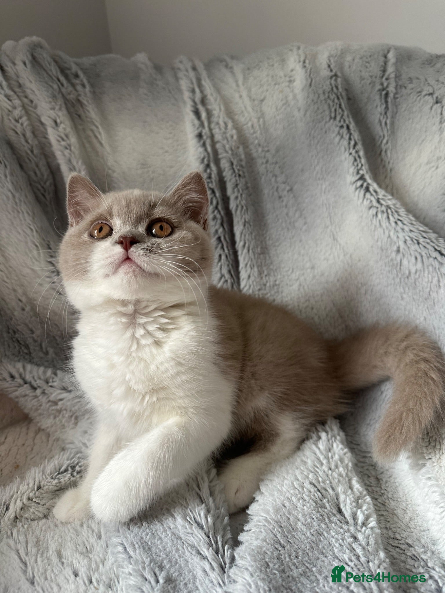 British Shorthair cats Pedigree BSH & BLH kittens  - Advert 1