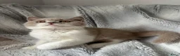 British Shorthair cats for sale: Pedigree BSH & BLH kittens  - Advert 7