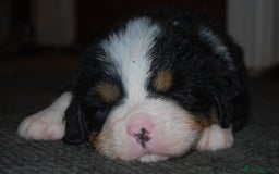 Bernese Mountain Dog dogs for sale: Beautiful pups from fully health tested patents - Image 6