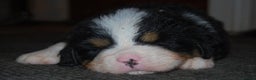 Bernese Mountain Dog dogs for sale: Beautiful pups from fully health tested patents - Advert 8