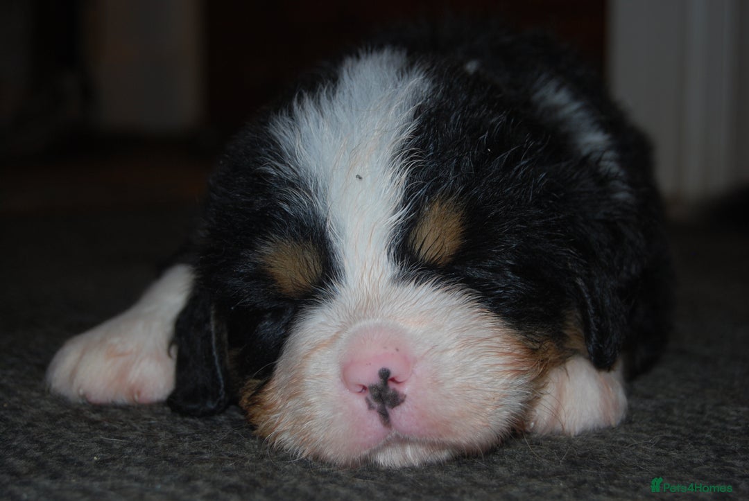 Bernese Mountain Dog dogs for sale: Beautiful pups from fully health tested patents - Image 6