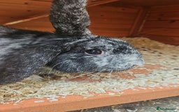 Mixed Breed rabbits for sale: Gypsy and Storm  - Advert 2