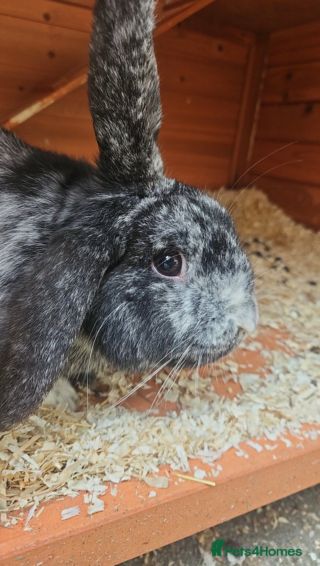 Mixed Breed rabbits for sale: Gypsy and Storm  - Advert 2