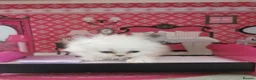 Scottish Fold cats for sale: Scottish Fold  Last Girl - Advert 17