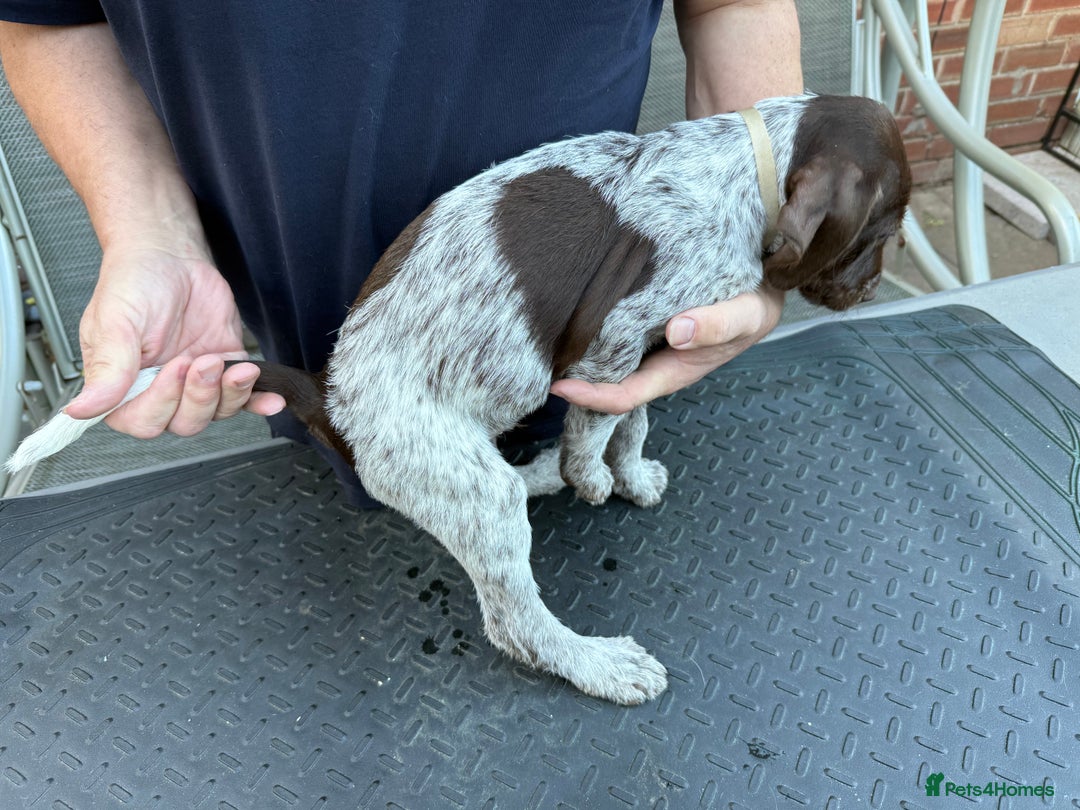 Mixed Breed dogs for sale: German shorthair pointer/wirehairpointer - Image 18