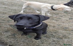 Labrador Retriever dogs for sale: Labrador puppy - Image 2