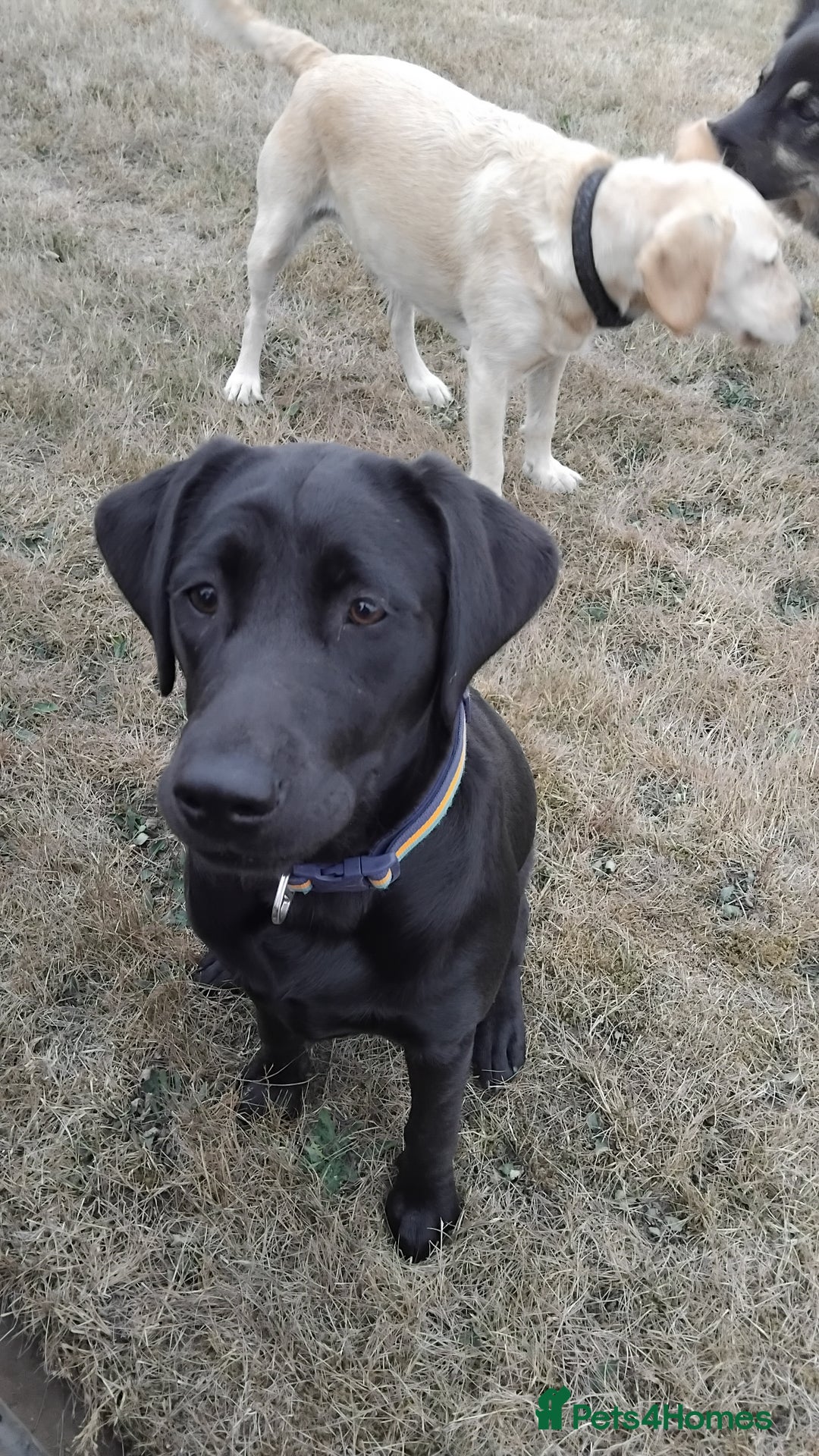Labrador Retriever dogs for sale: Labrador puppy - Image 2
