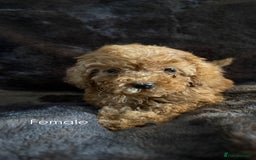 Cavapoo dogs for sale: One stunning red cavapoo male  - Image 12