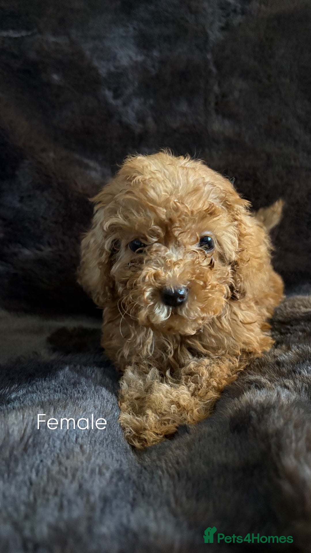 Cavapoo dogs for sale: One stunning red cavapoo male  - Image 12