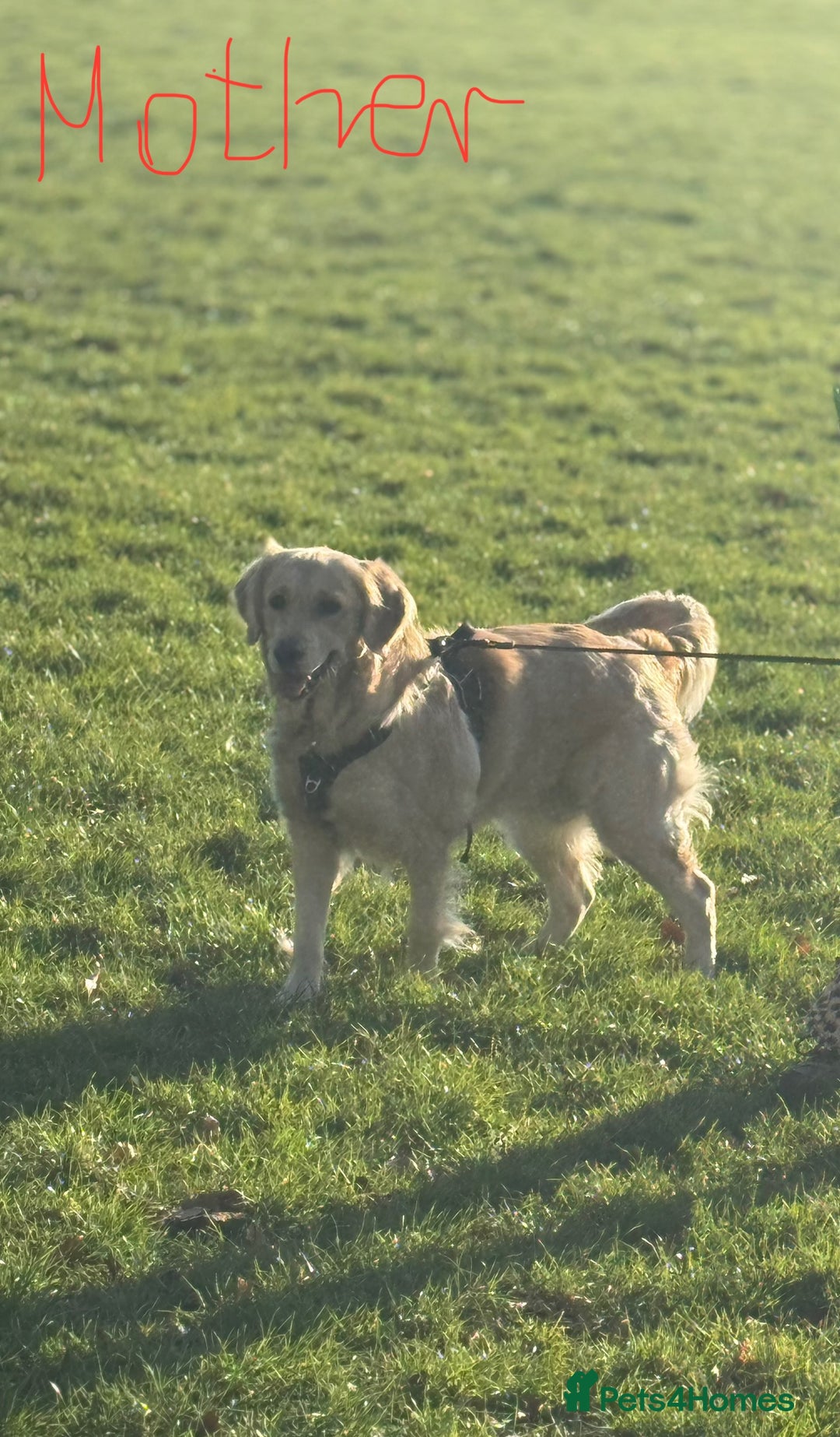 Golden Retriever dogs for sale: Beautiful Golden Retriever puppies KC - Advert 5