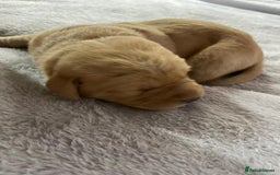 Labrador Retriever dogs for sale: Stunning chunky fox red pups - Advert 10