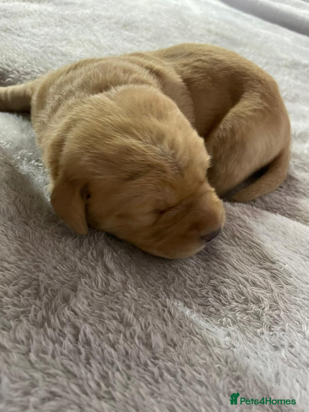 Labrador Retriever dogs for sale: Stunning chunky fox red pups - Advert 10