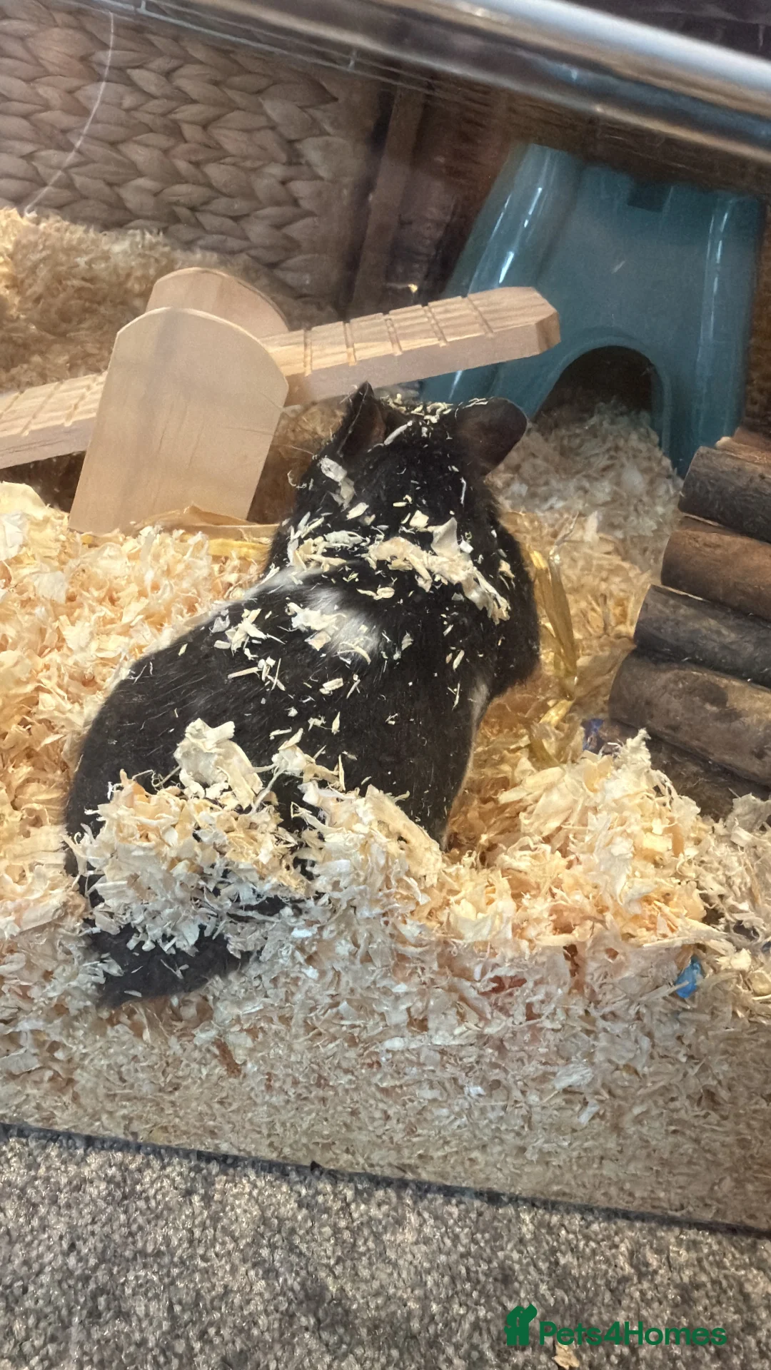 Hamster rodents for sale: Male Syrian Hamster 13 weeks old in Hexham - Advert 4