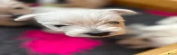 West Highland Terrier dogs for sale: Beautiful KC registered westie puppies - Advert 12