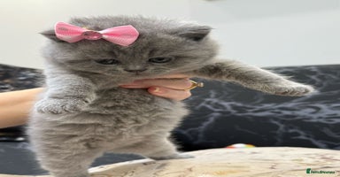 British Shorthair cats - Advert 14