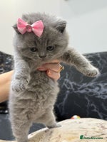British Shorthair cats - Advert 7