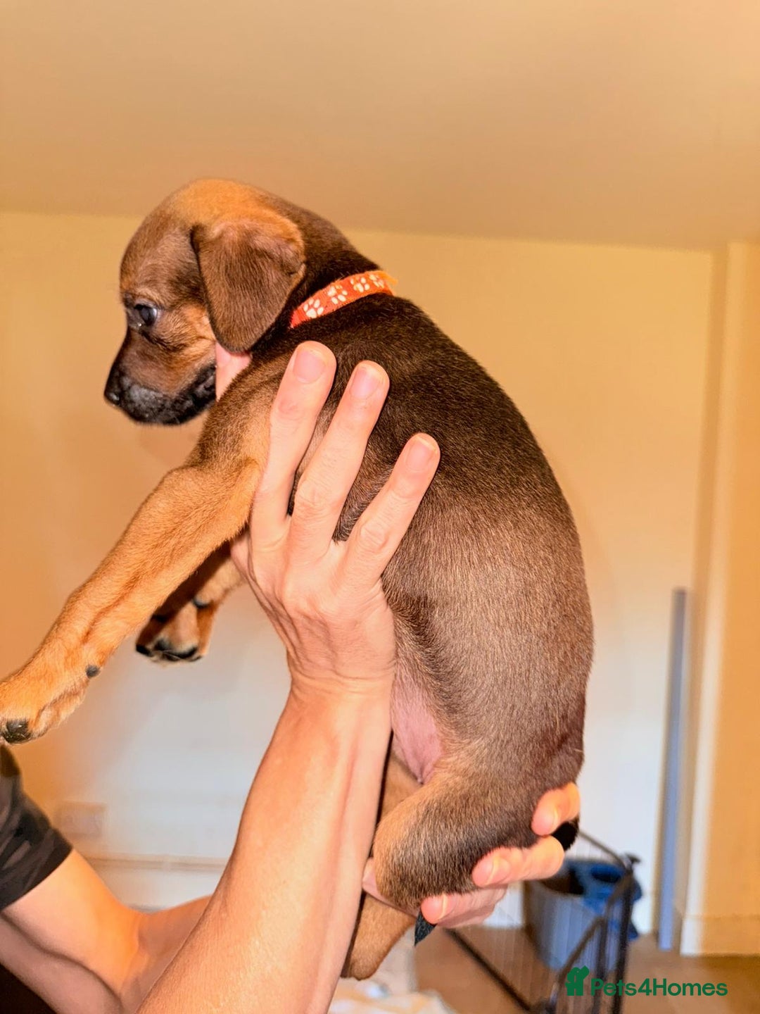 Mixed Breed dogs for sale: Mastiff x rottweiler  - Image 26