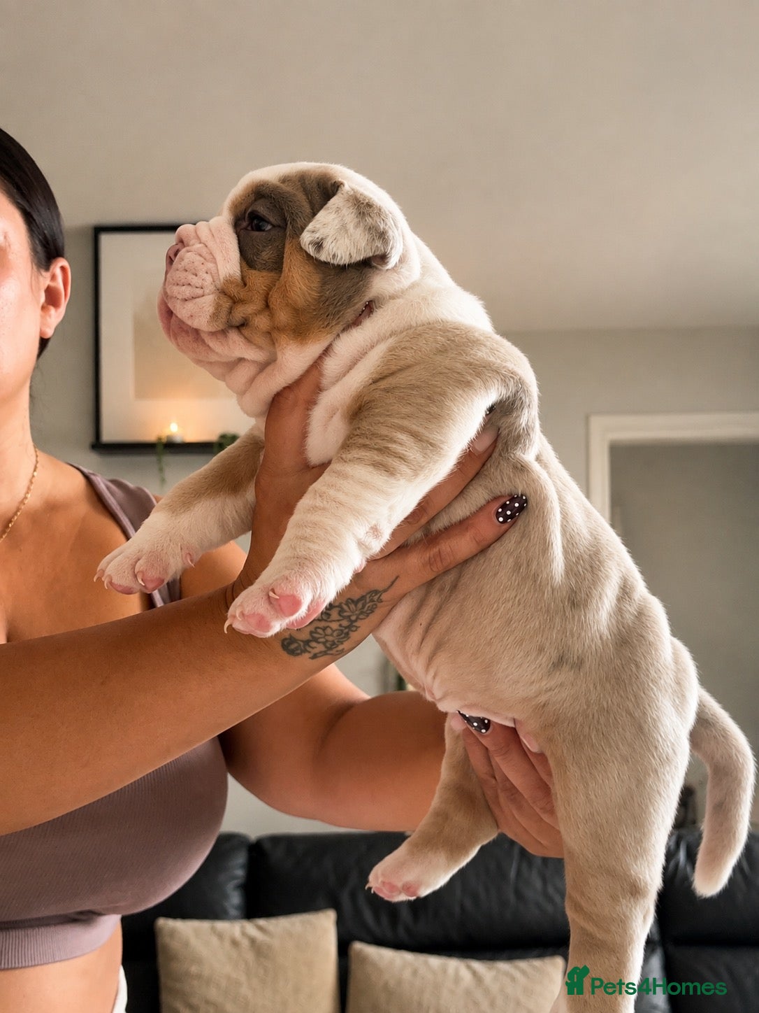 Olde English Bulldogge dogs 🍁🩵 stunning olde English pups 🩷🍁 - Advert 1